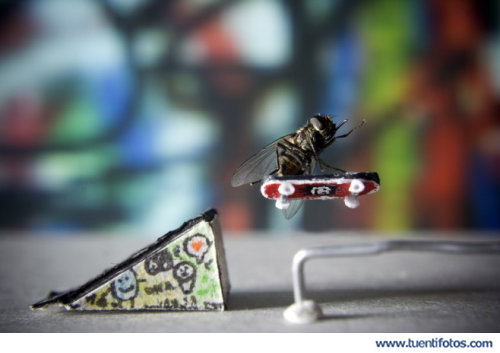 Animales de Insecto Skater
