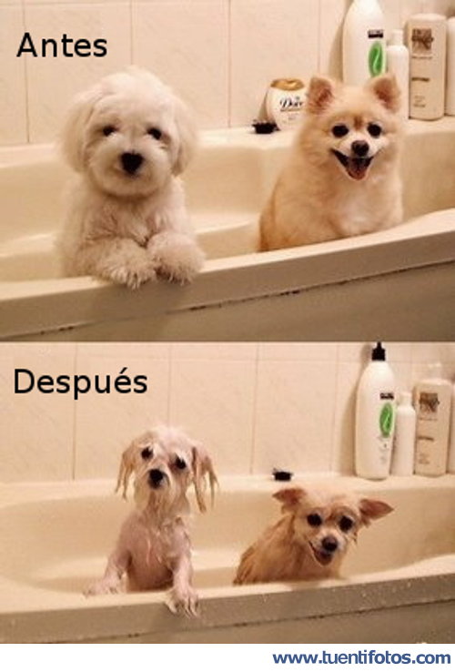 Animales de Lavando A Los Animales