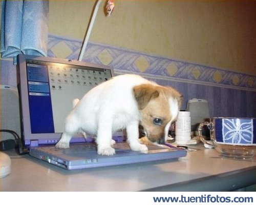 Animales de Necesidades Encima De Windows