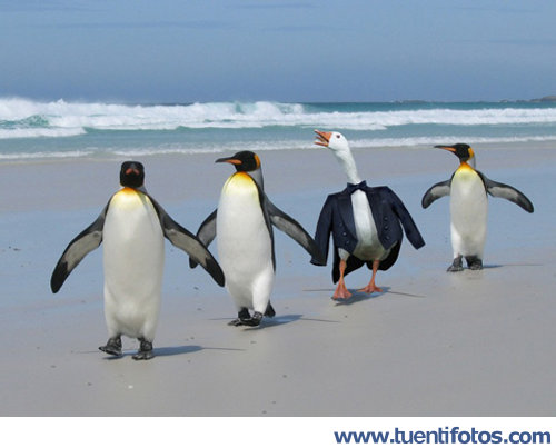Animales de Oca Disfrazada De Pingüino