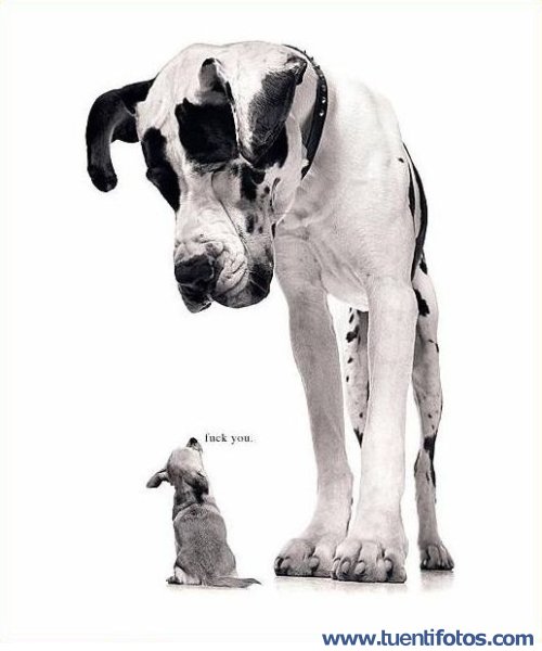 Animales de Perrito Dice Fuck You