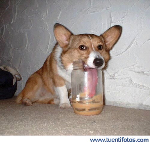 Animales de Perro Con Super Lengua