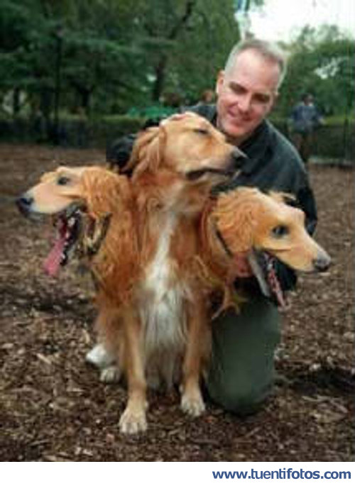 Animales de Perro De Tres Cabezas