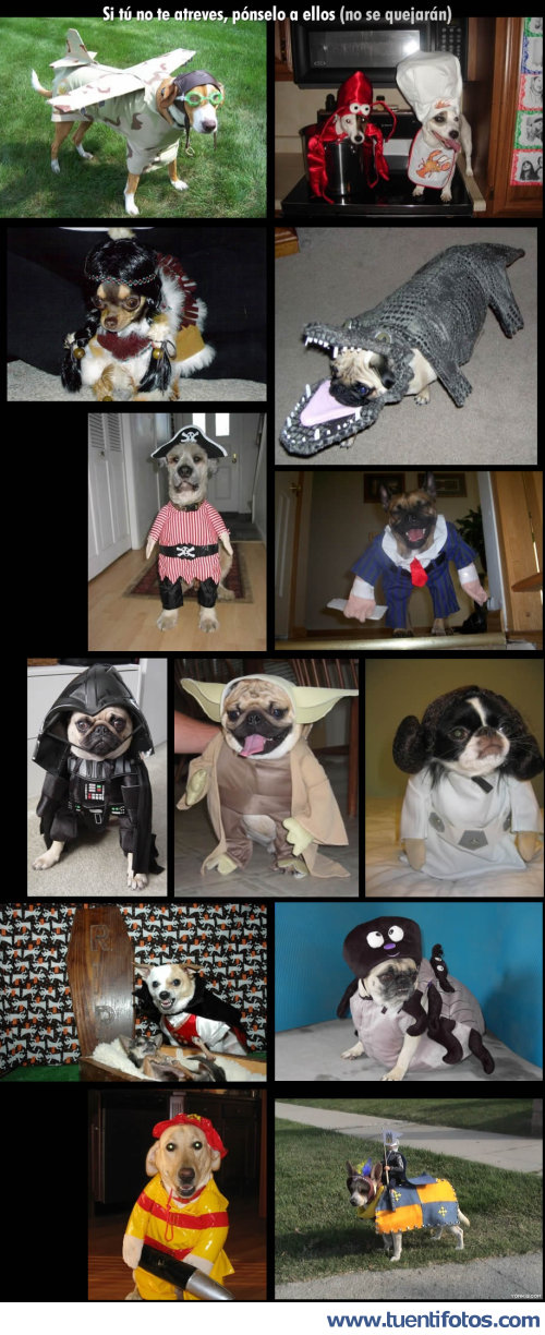 Animales de Perros Disfrazados