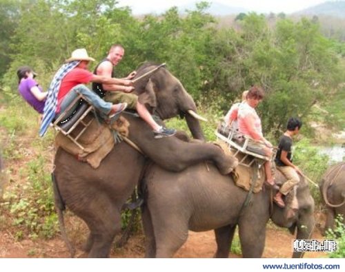 Animales de Safari Muy Movido