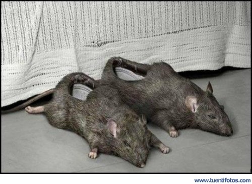 Animales de Zapatillas De Rata