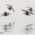 Miniatura de ¿Aviones Caza En Formacion o Patos?