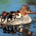 Miniatura de Patitos Encima De Mama