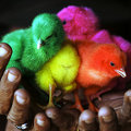 Miniatura de Pollitos de Color