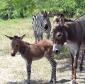 Miniatura de Burro o Cebra