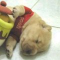 Miniatura de El Verdadero Winny The Pooh