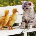 Miniatura de Gatito con Dos Patitos