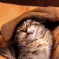 Miniatura de Gato Debajo De La Oreja De Perro