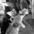 Miniatura de Gatos Beben Leche
