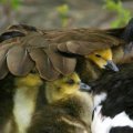 Miniatura de Mama Pato Cuida De Los Patitos