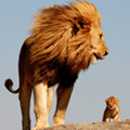 Miniatura de Mufasa Y Sima Reales