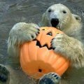 Miniatura de Oso Con Calabaza