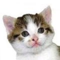 Miniatura de Sonrie O Mato Al Gatito