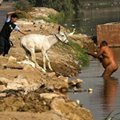 Miniatura de Arreando Al Burro Al Baño