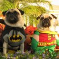 Miniatura de Batman Y Robin Perrunos