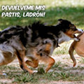 Miniatura de Devuelveme Mis Pastis
