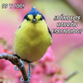 Miniatura de Donde Se Han Escondido