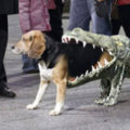 Miniatura de El Cocodrilo Se Come Al Perro