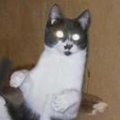 Miniatura de Gato Kunfu Dando Patada Voladora