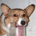 Miniatura de Perro Con Super Lengua