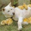 Miniatura de Perro Mama Pato