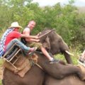 Miniatura de Safari Muy Movido