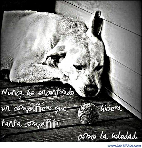 Frases de Compania Como La Soledad
